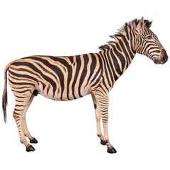 Impressive Late 20th Century Full Mount Taxidermy Zebra