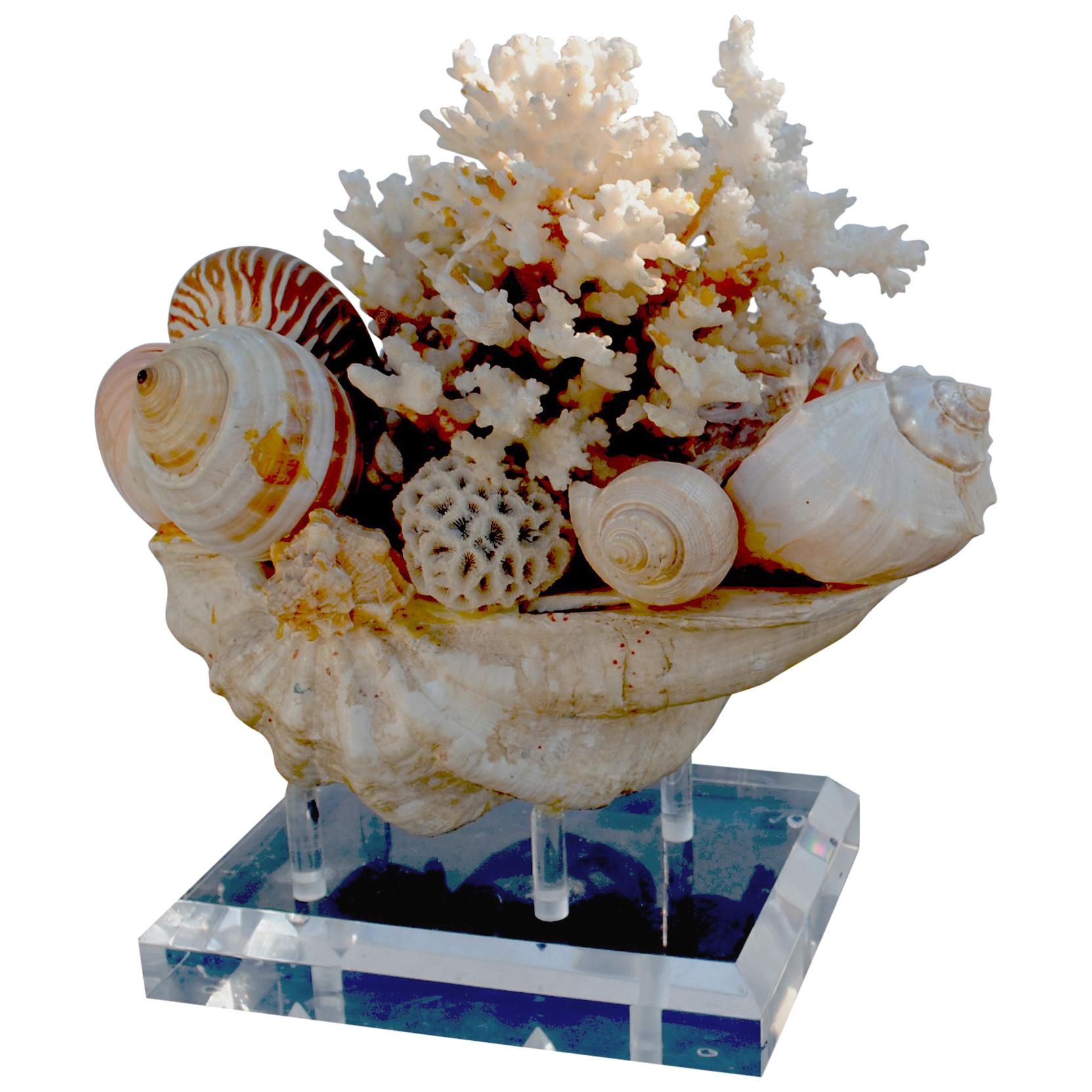 Large Shell Arrangement on Lucite Stand Centrepiece