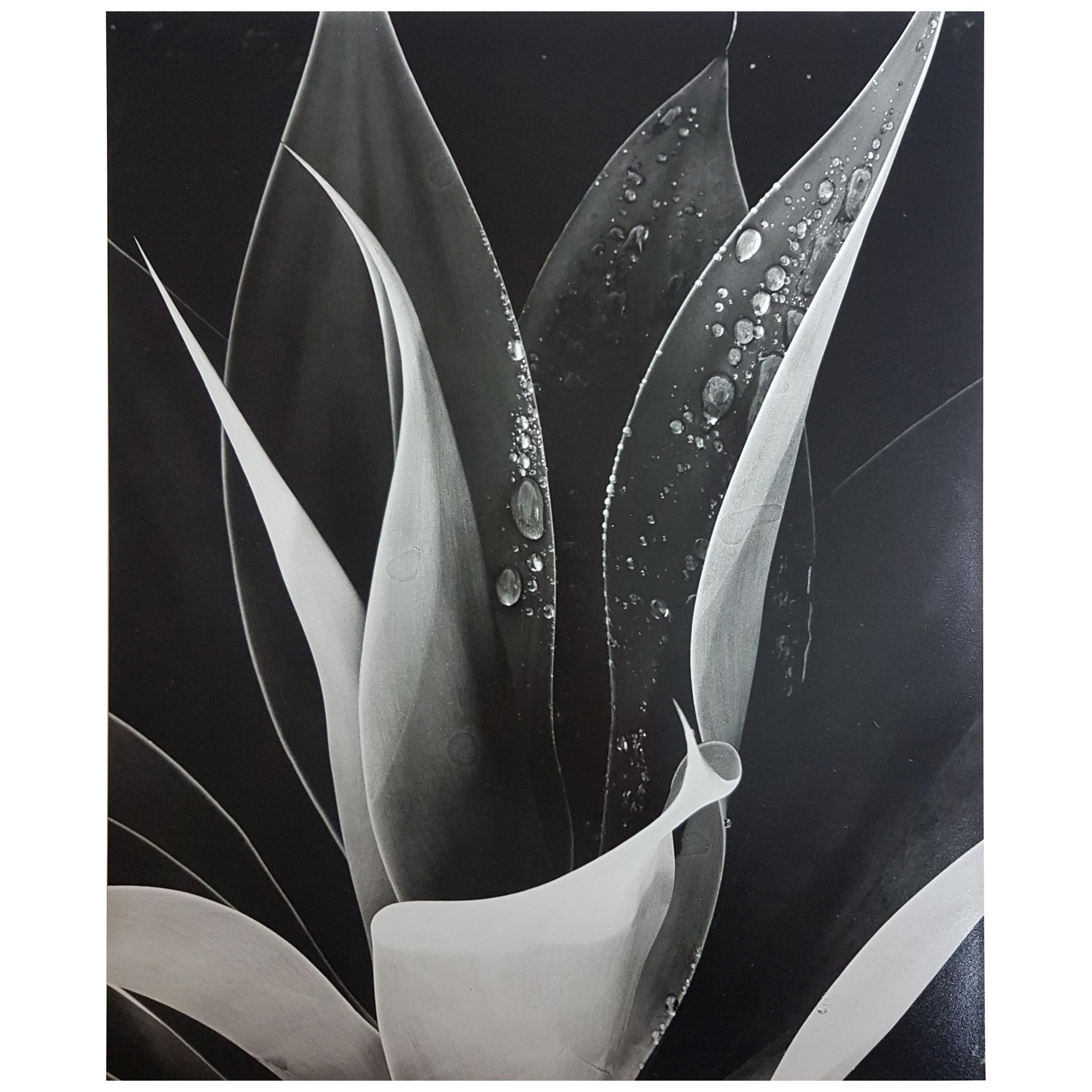 Brett Weston, Untitled 'Agave Plant with Dew', Photograph
