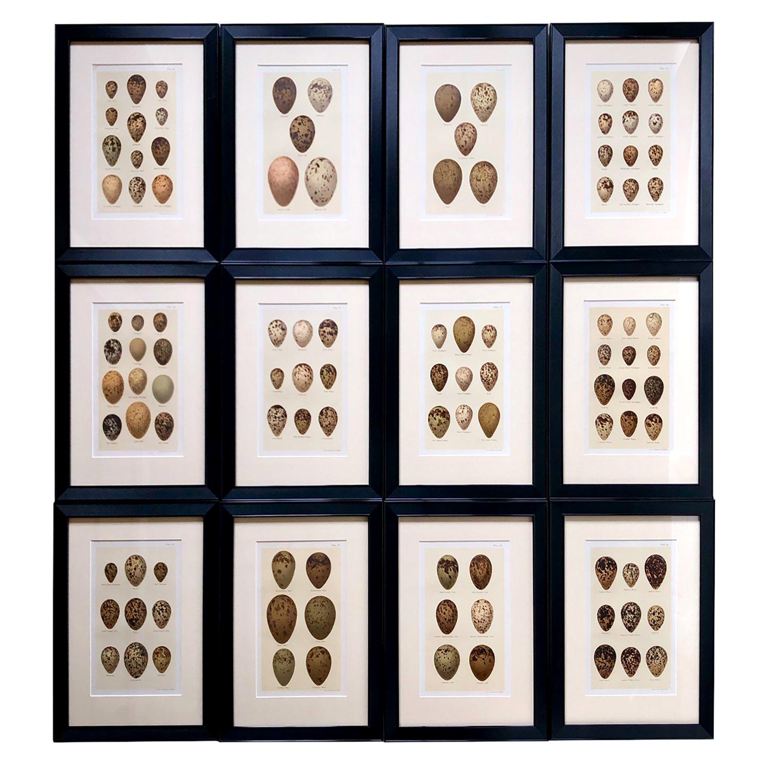 Set of Twelve 19th Century Chromolithographs of Eggs