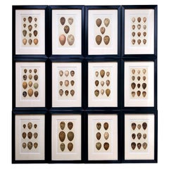 Set of Twelve 19th Century Chromolithographs of Eggs