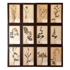 Set of Twelve Decorative Framed Swedish Herbarium