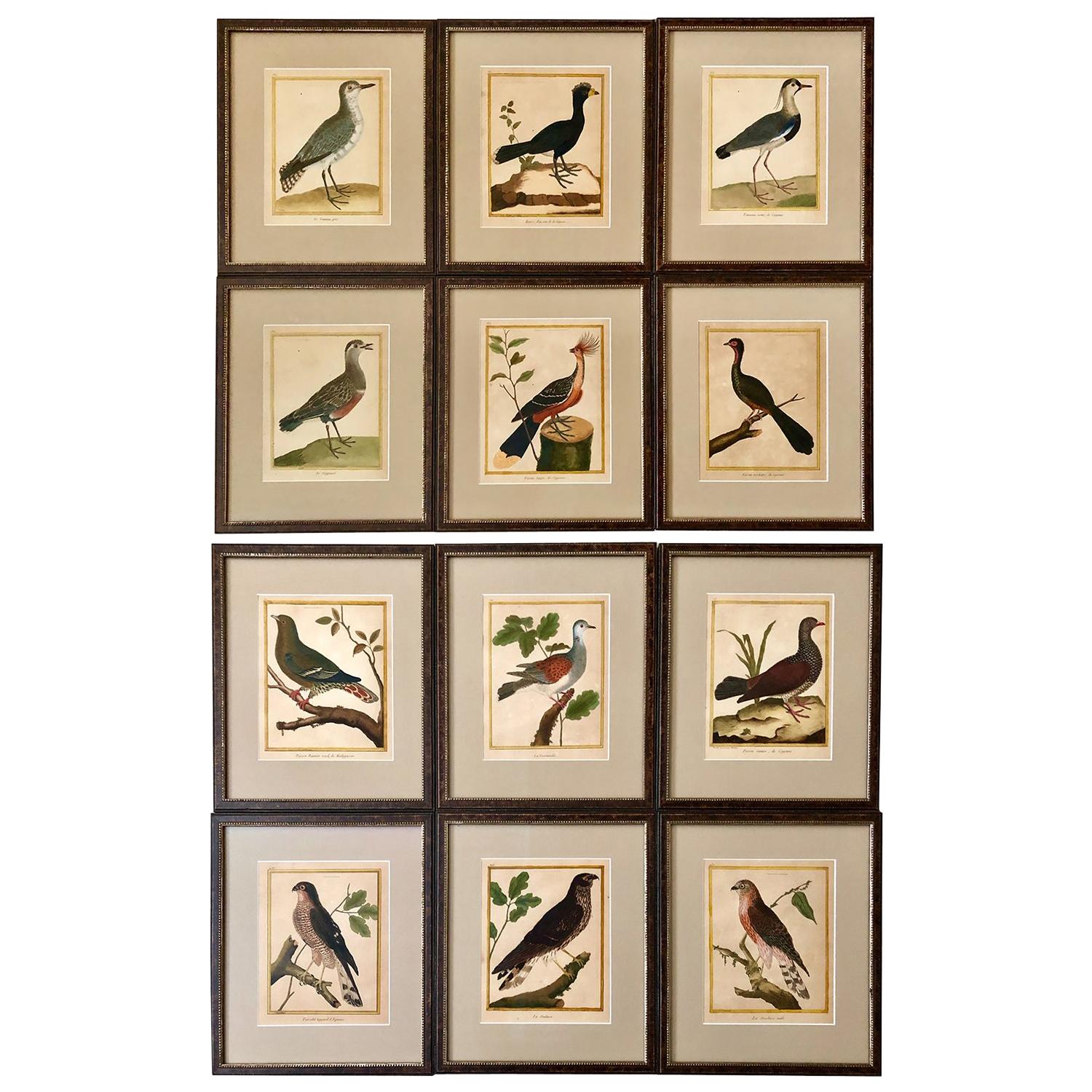 Superb Set of Twelve Martinet Bird Copper Plate Engravings