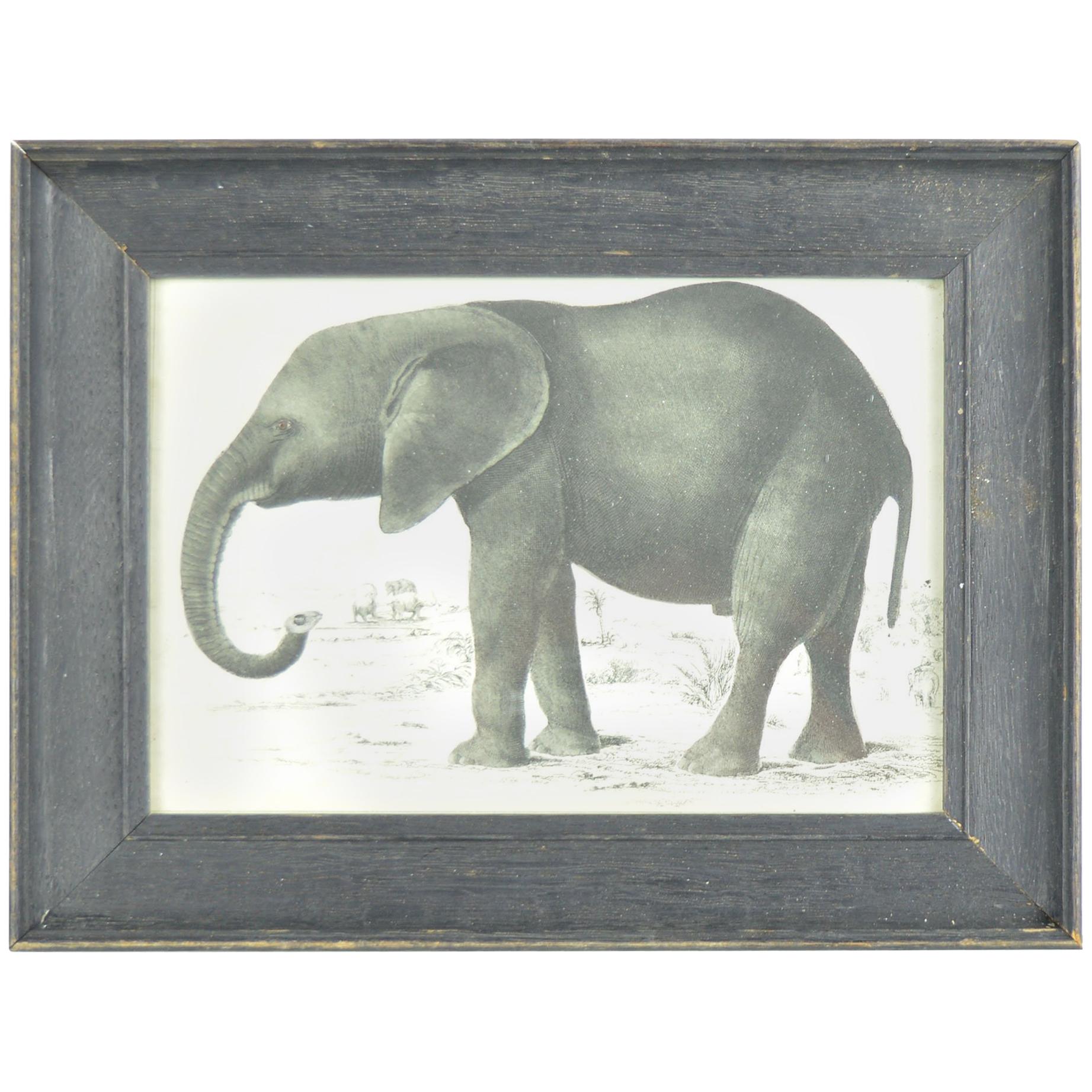 Original Antique Print of an Elephant, 1847