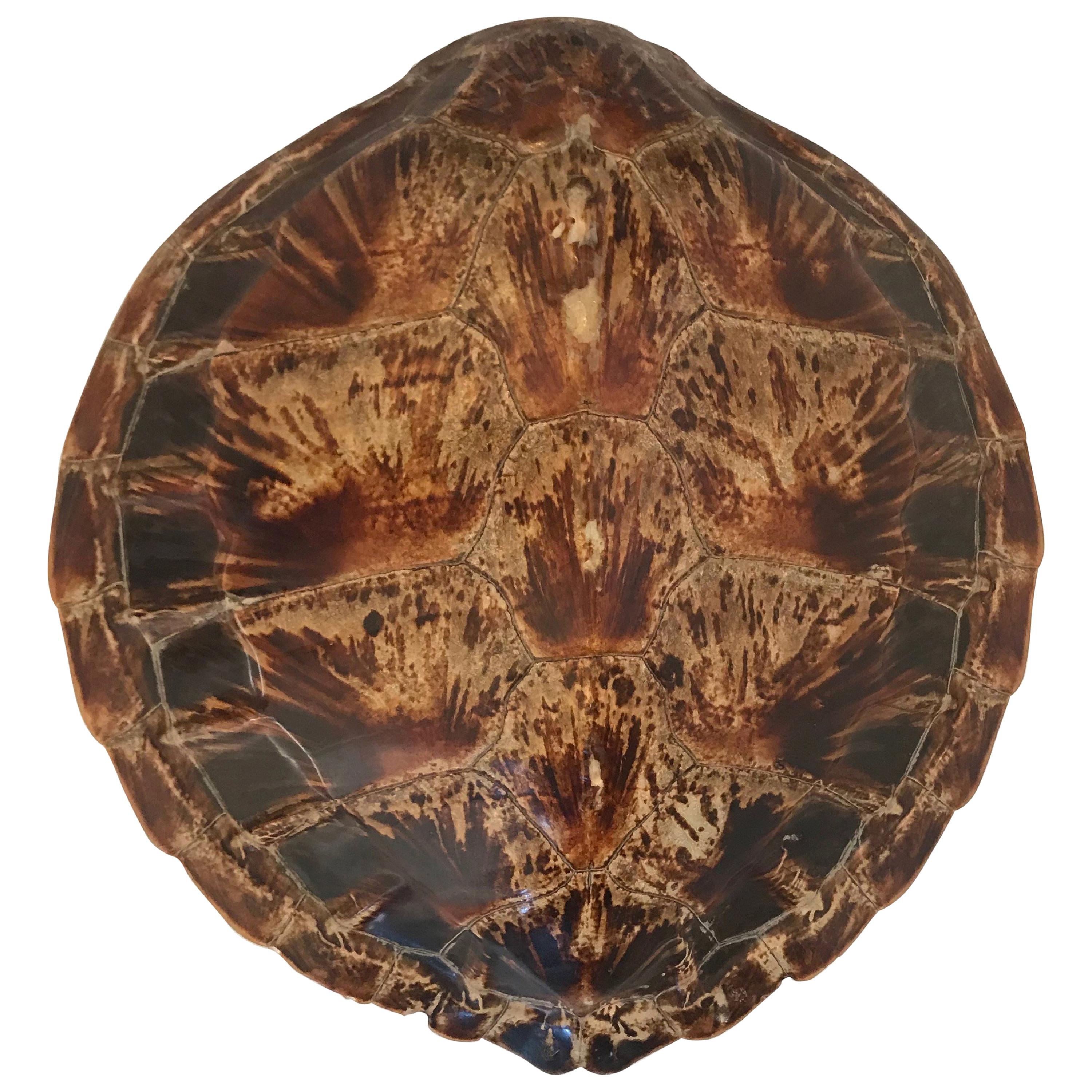 Antique Large Tortoise Shell For Sale