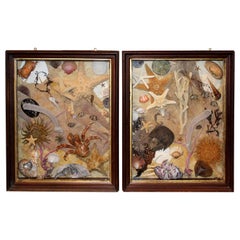 Vintage Pair of Sea Life and Shell Dioramas or Shadow Boxes