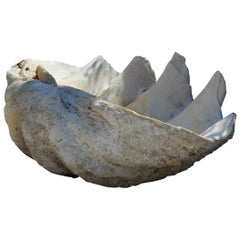 Antique Natural Giant Clam Shell