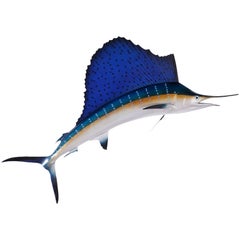 Vintage Sailfish Trophy Wall Mount