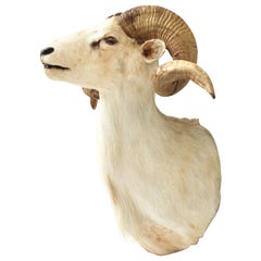 Taxidermy Sheep Wall Mount