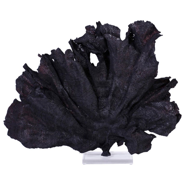 Large Black Sea Sponge at 1stDibs