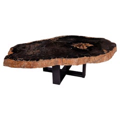 Centre of Coffee Table, Natural Oval Shape, Petrified Wood with Metal Base