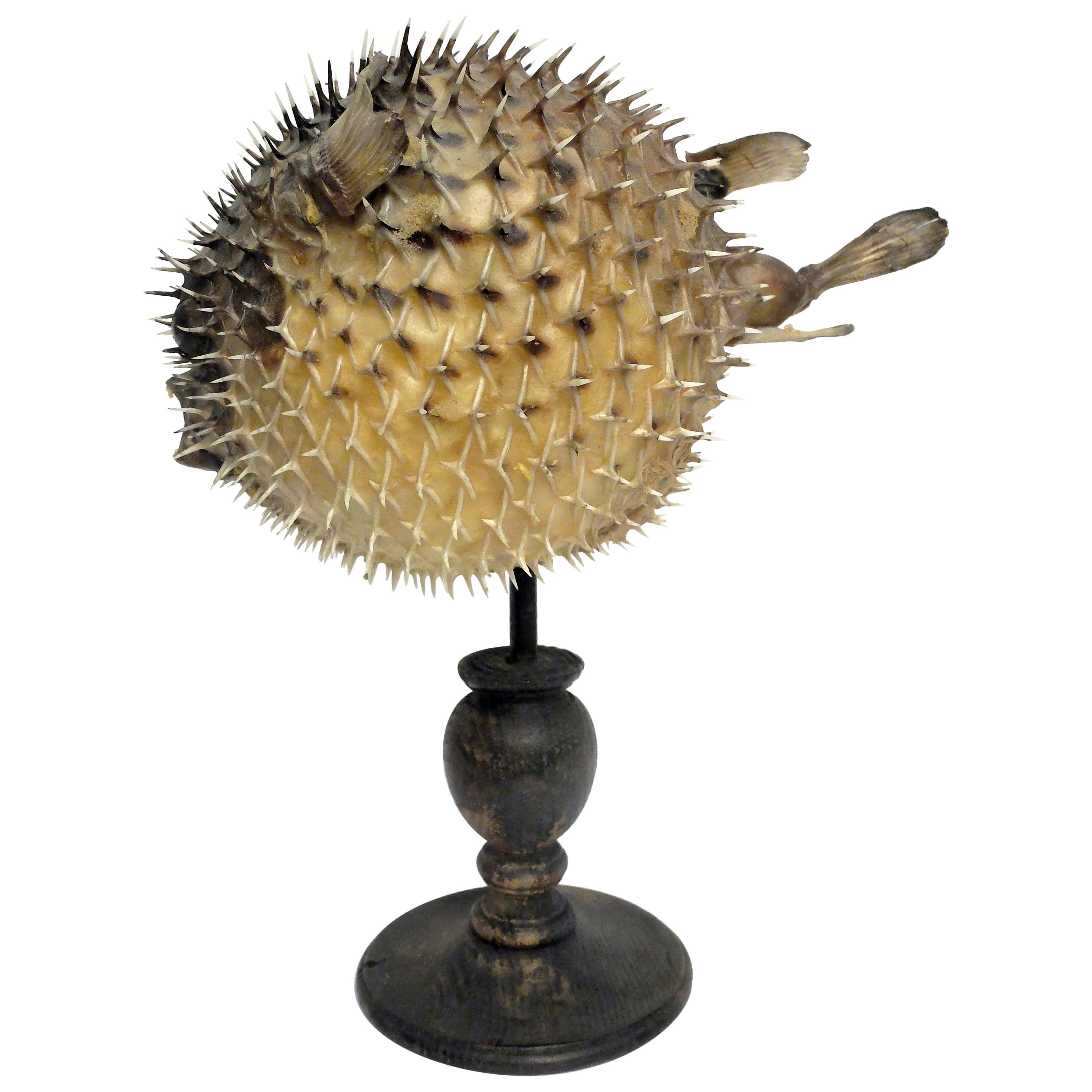 19th Century Wunderkammer Marine Natural Taxodermie Specimen of a Porcupine Fish
