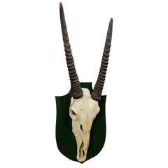 Trophy of a Oryx Anthelope from the Noble Estate Salem in South Germany