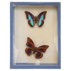 Vintage Butterfly Study