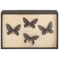 Vintage Butterfly Study