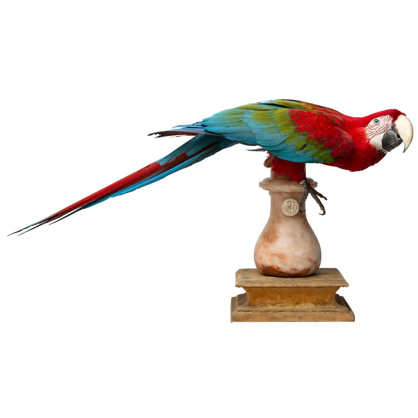 Fine Taxidermy Red-and-Green Macaw II by Sinke & Van Tongeren