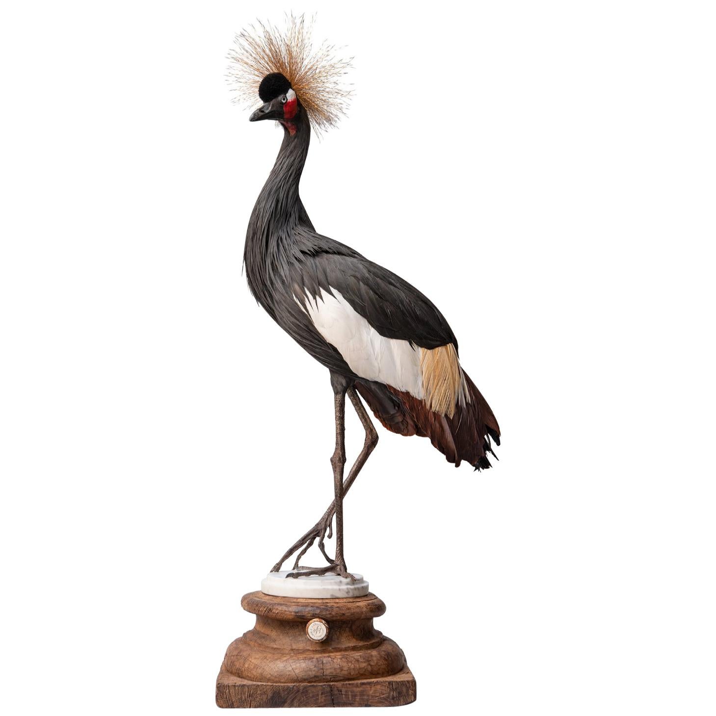 Fine Taxidermy Black Crowned Crane by Sinke & Van Tongeren