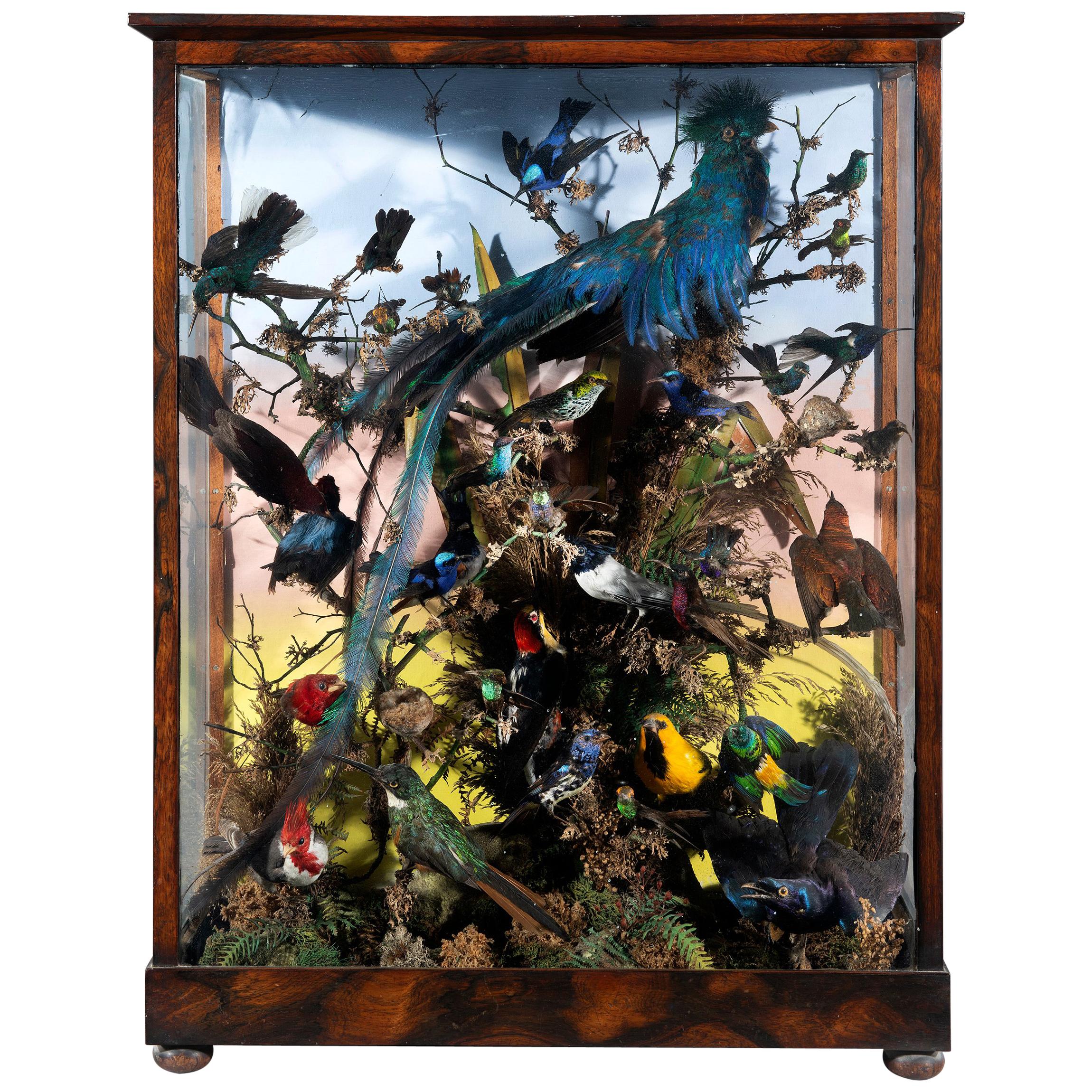 Taxidermy Mid-19th Century Victorian Rosewood Cabinet of 32 Exotic Birds