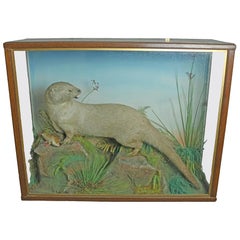 Antique Taxidermy Study of an Otter
