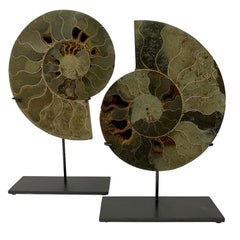 Prehistoric Madagascar Pair of Ammonite Sculptures on Stands