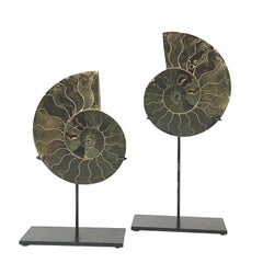 Prehistoric Madagascar Pair of Ammonite Sculptures on Stands