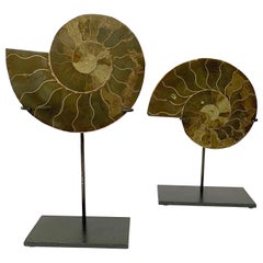 Shades of Green Prehistoric Madagascar Pair of Ammonite Sculptures on Stands
