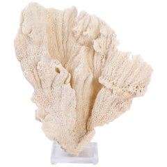 Large Sea Sponge Sculpture on Lucite