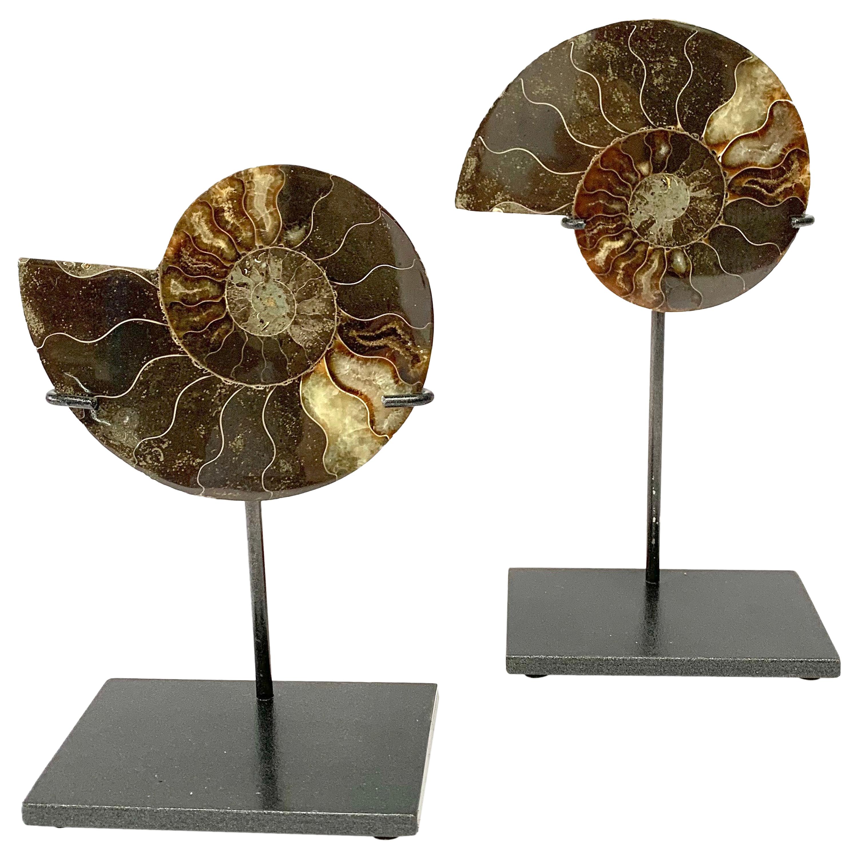 Prehistoric Madagascar Pair of Ammonite Sculptures on Stands