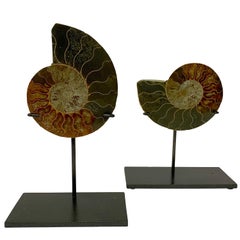 Prehistoric Madagascar Pair of Ammonite Sculptures on Stands