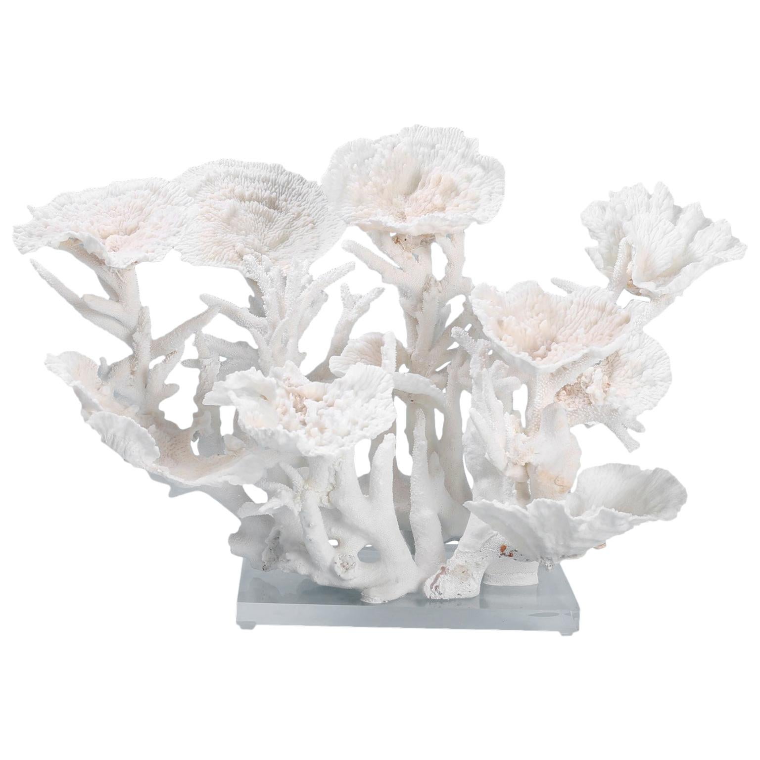 Large White Coral Sculpture
