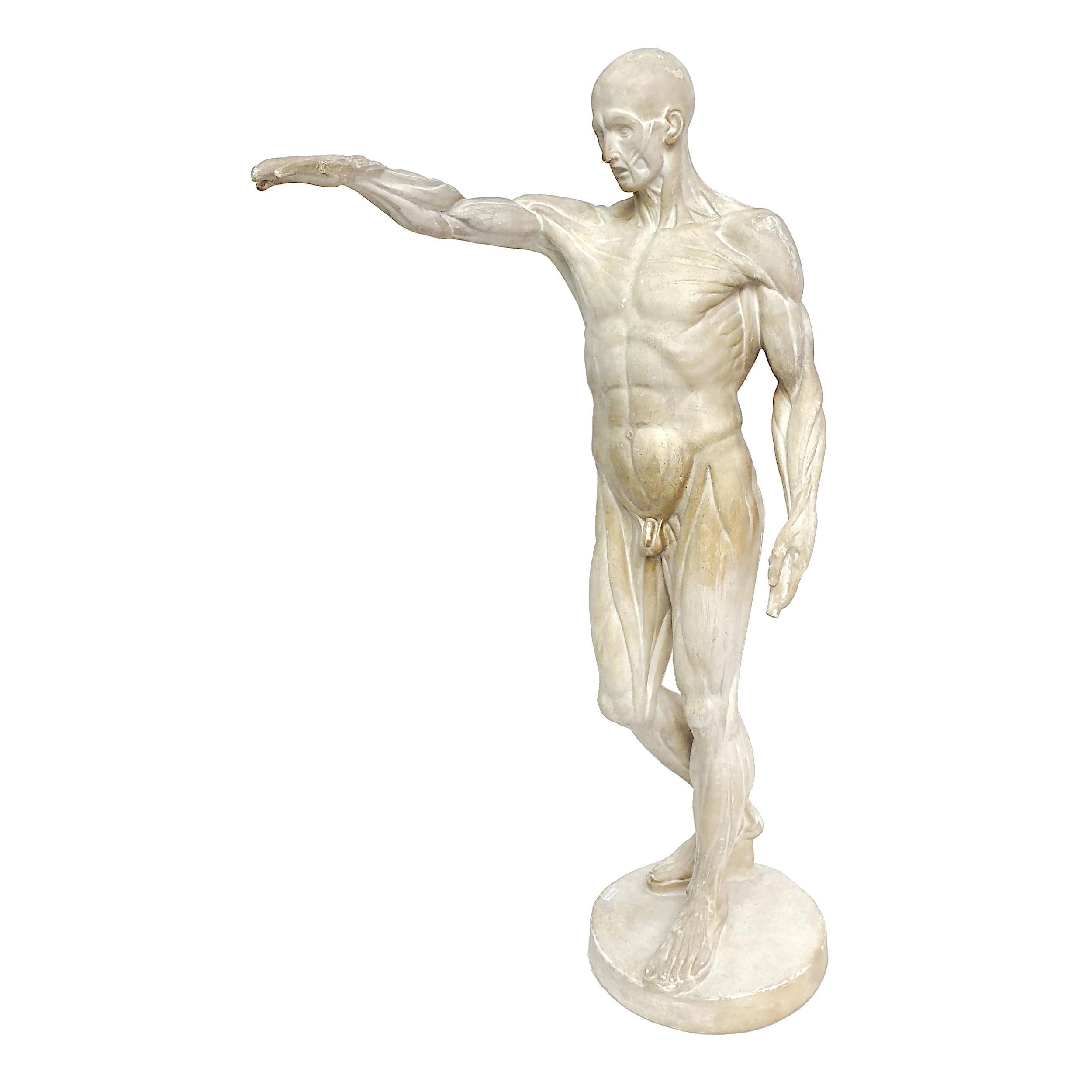 Anatomical Flayed Cast Depicting a Standing Man with Lifted Arm