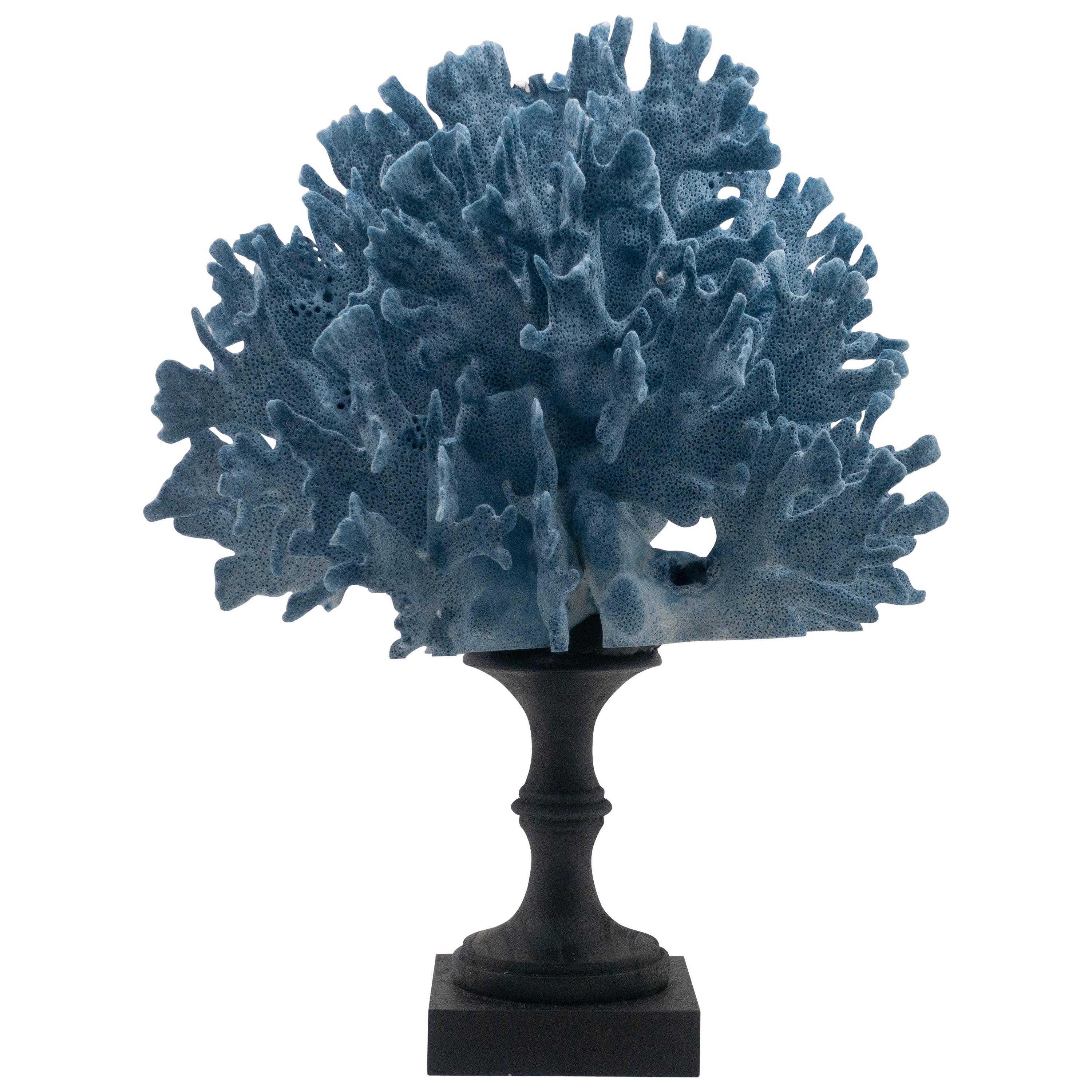 Blue Coral Mounted
