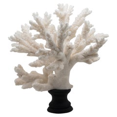 Branch Coral Mounted