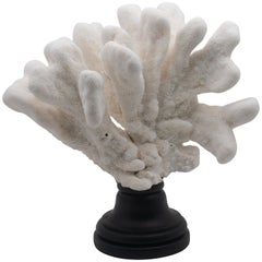 Catspaw Coral Mounted