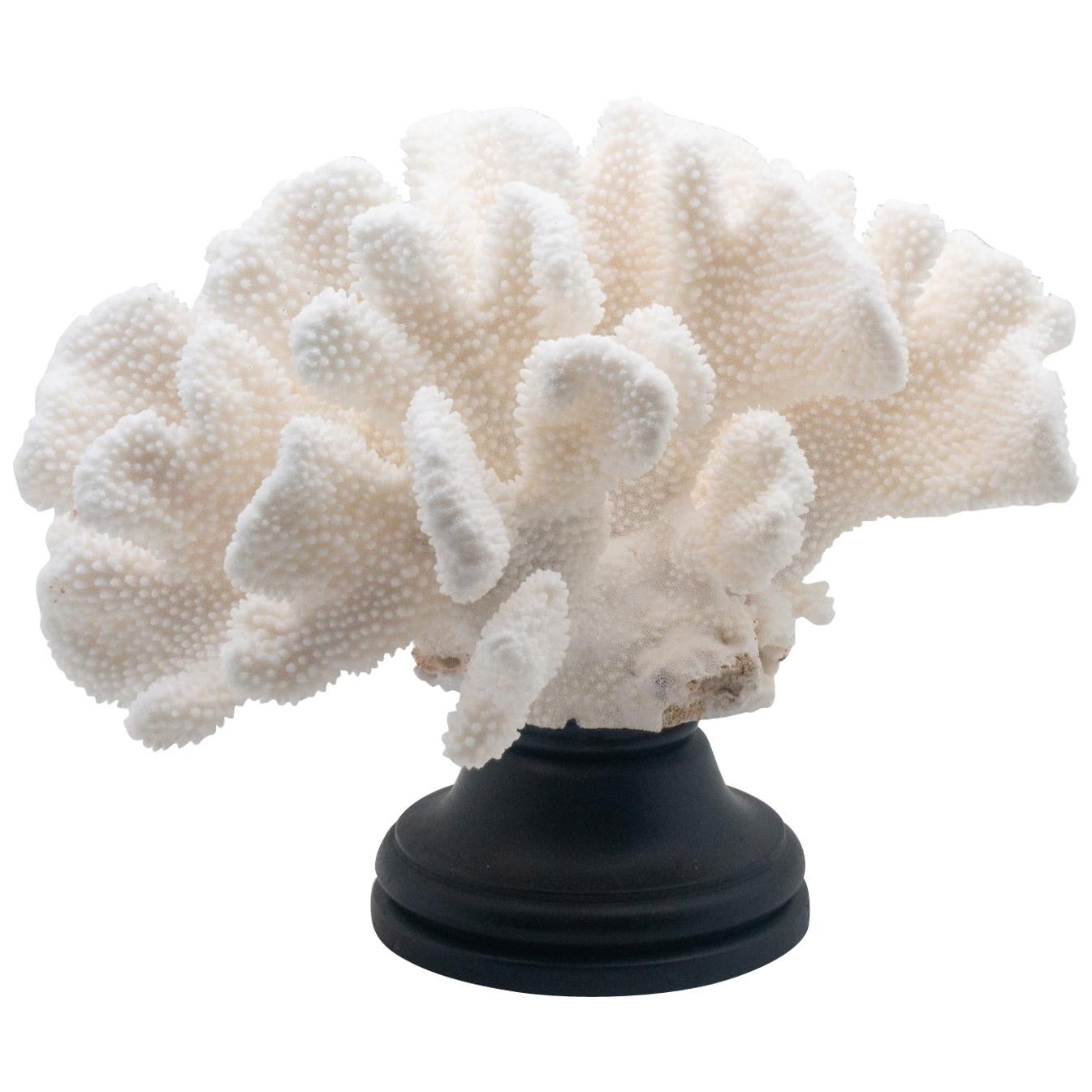 Catspaw Coral Mounted