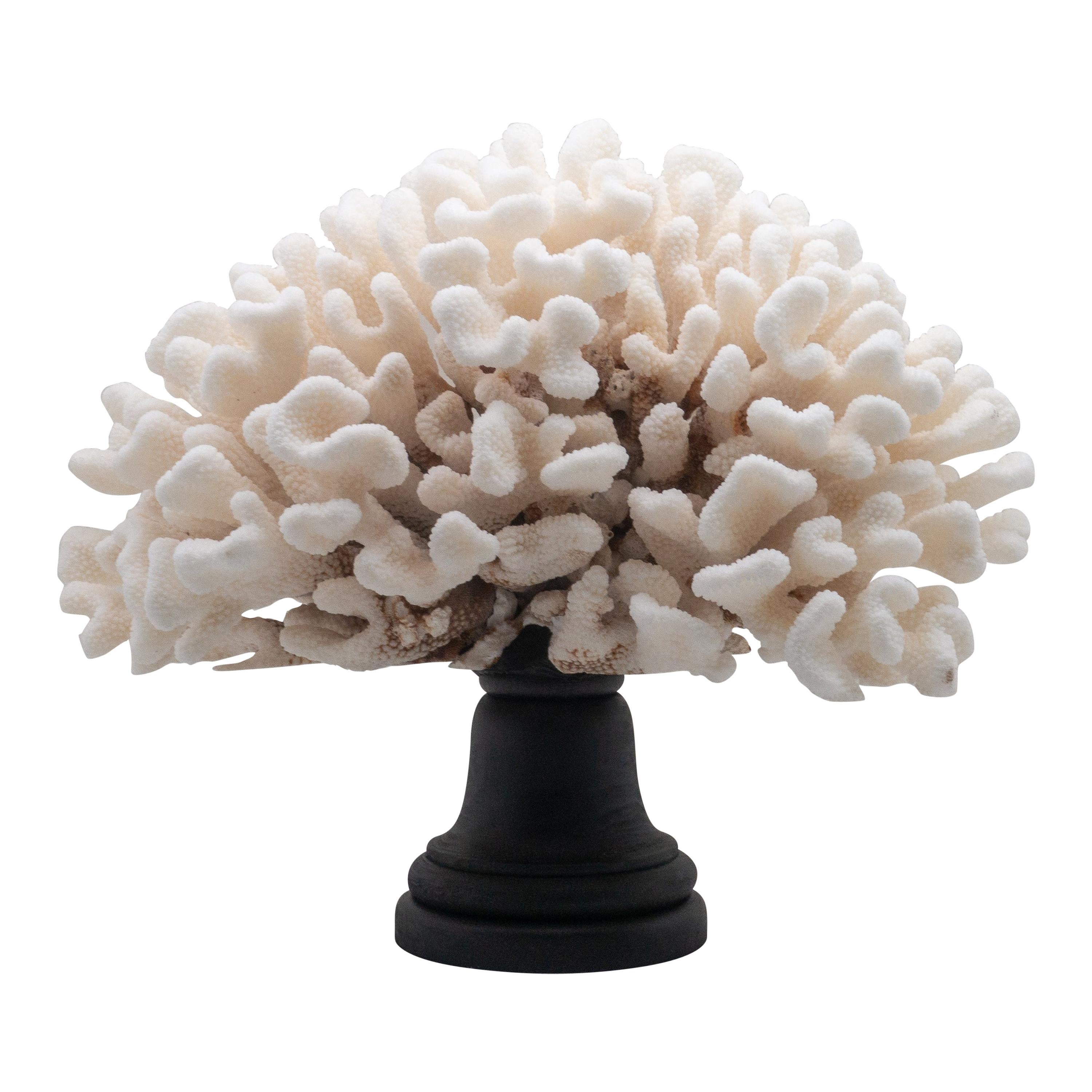 Cauliflower Coral Mounted