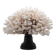 Cauliflower Coral Mounted