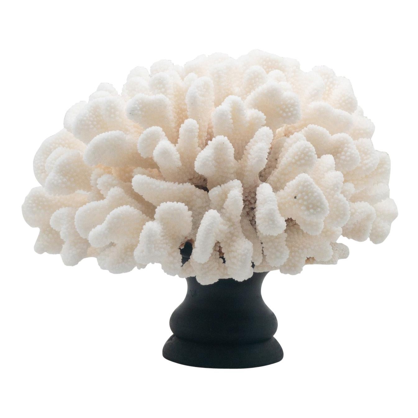 Cauliflower Coral Mounted