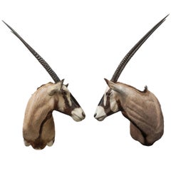 Two Large Vintage African Oryx Shoulder Mounts