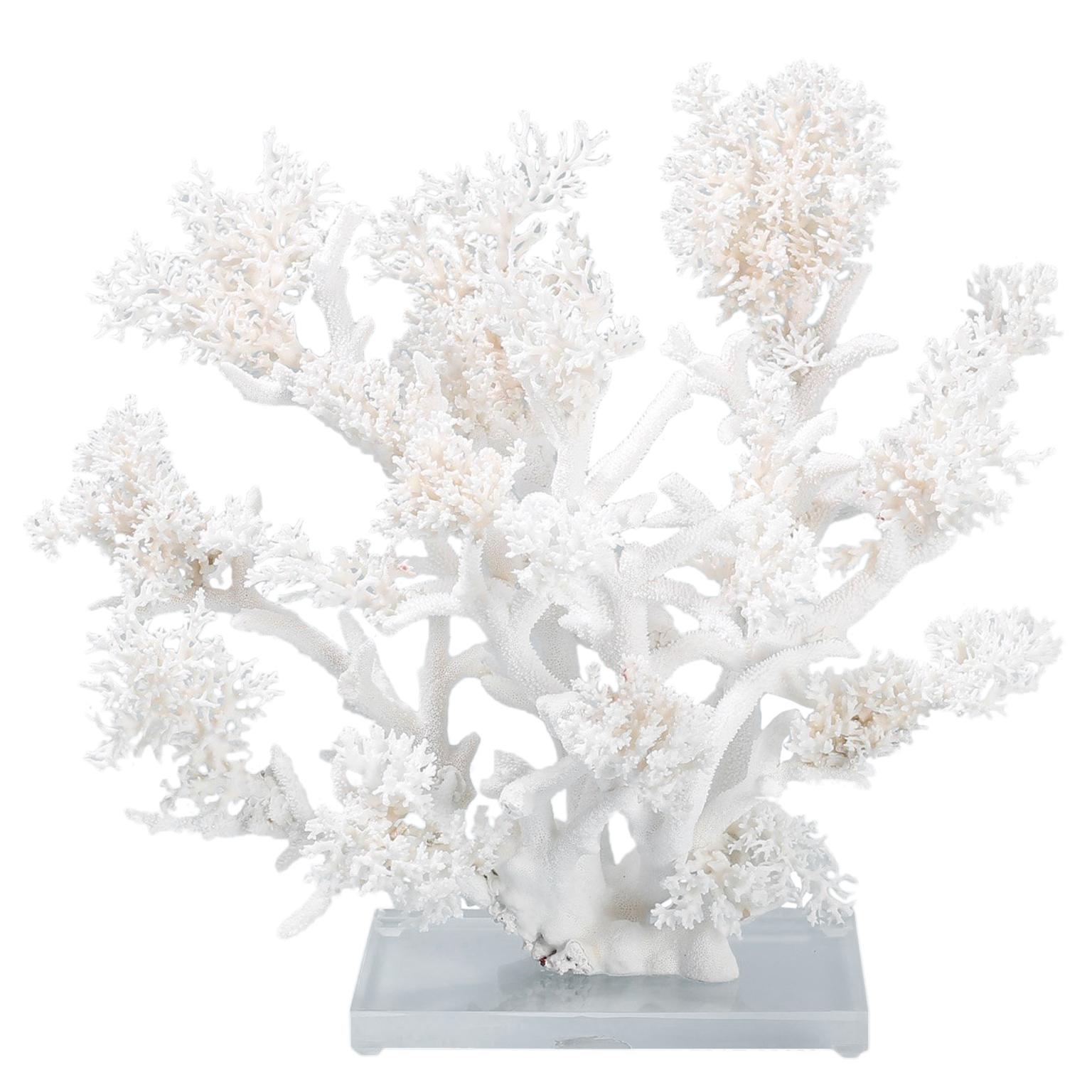 Large White Coral Sculpture on Lucite