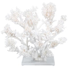 Large White Coral Sculpture