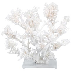 Large White Coral Sculpture