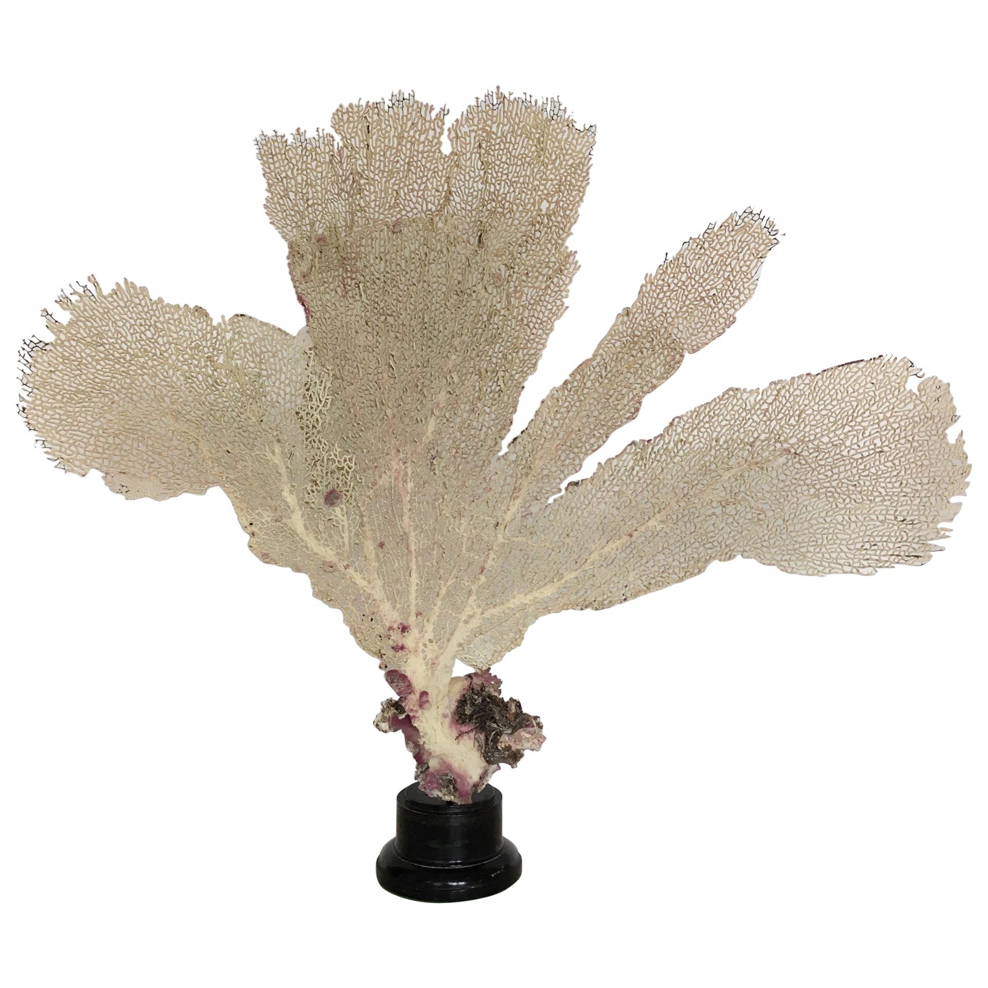 Natural Sea Fan Coral Mounted on an Ebonized Base