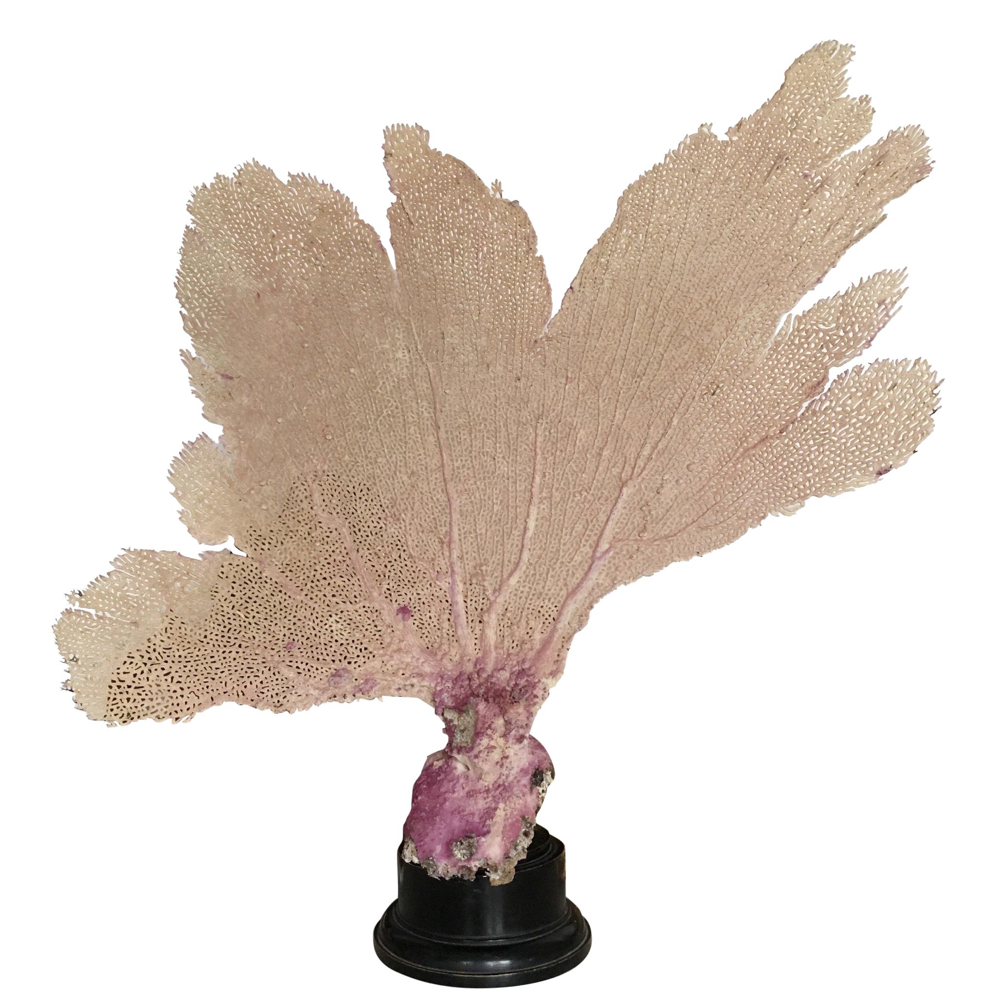 Natural Sea Fan Coral Mounted on an Ebonised Base