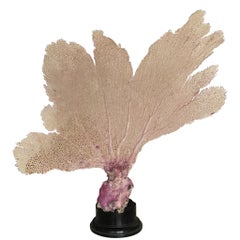 Natural Sea Fan Coral Mounted on an Ebonised Base