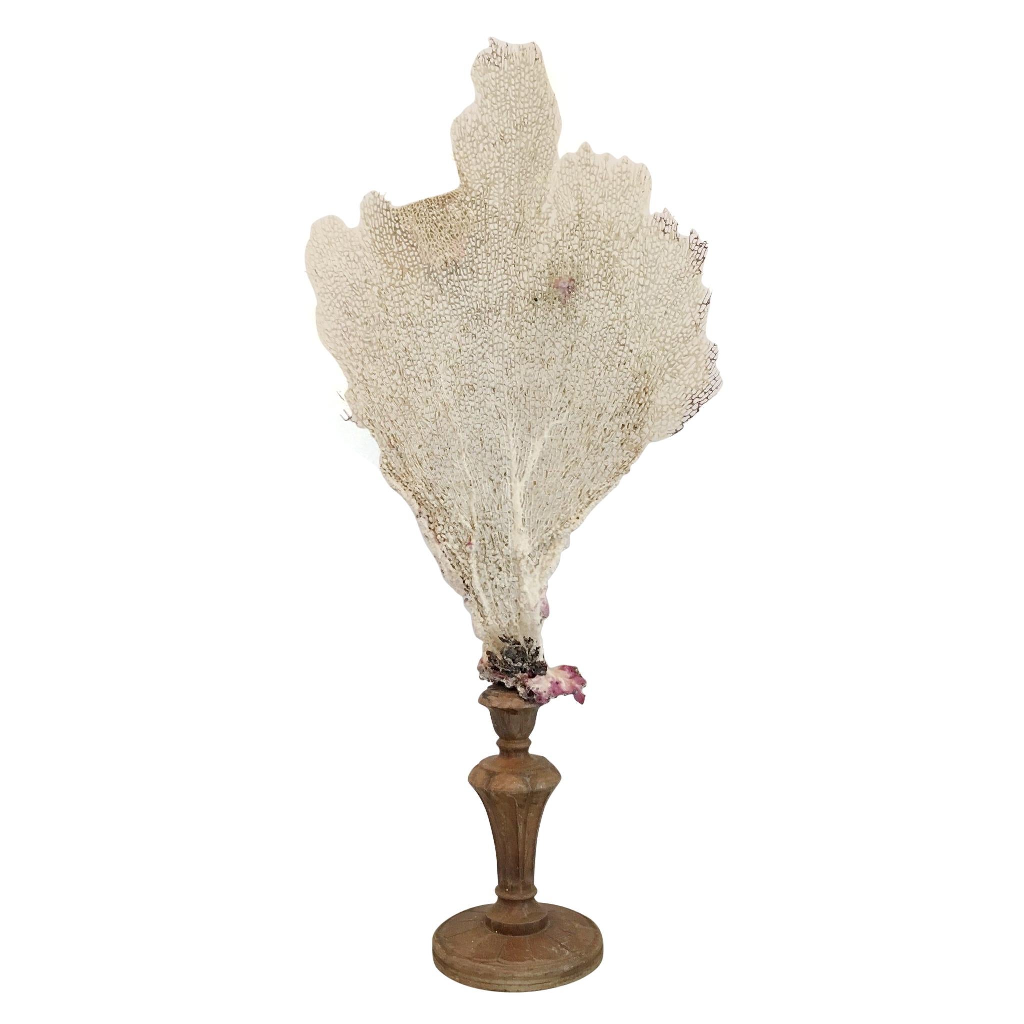 Natural Sea Fan Coral Mounted on Vintage Wooden Base