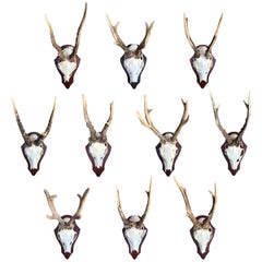 Collection of Ten German Roe Deer Trophy Mounts