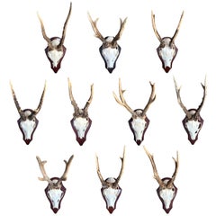 Collection of Ten German Roe Deer Trophy Mounts