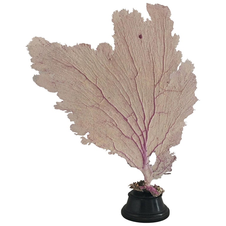 Natural Sea Fan Coral Mounted on an Ebonised Base For Sale at 1stDibs
