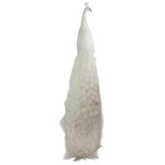 Albino Taxidermy Peacock